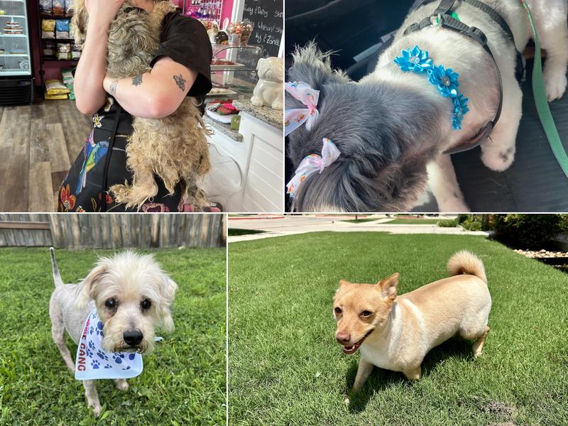 Woof Gang Bakery & Grooming New Braunfels