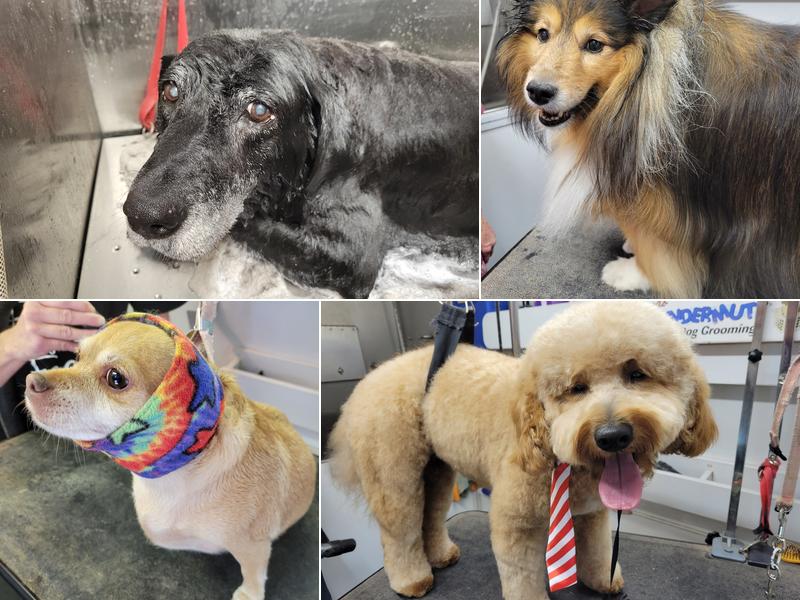 Mighty Moe's Mobile Grooming