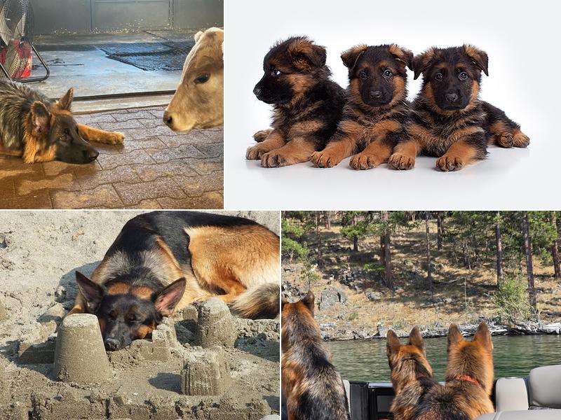 I-Guard International