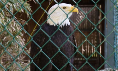 Sardis Raptor Center
