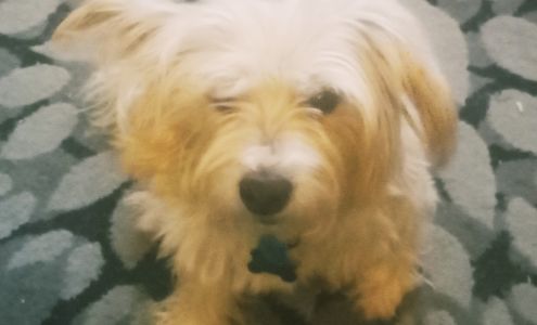 Katia's Dog Gone Walking(All Pet Service) 3035 30th Ave W, Seattle