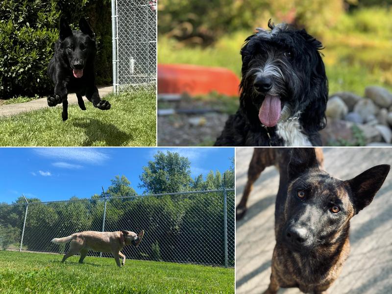 Scatter Creek Kennels & Training Services