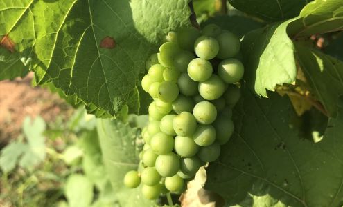 Rock House Vineyard, Estate Winery & Restaurant Bennington