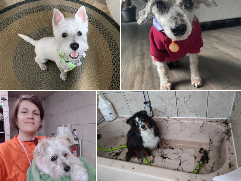 Hot Dogs Dog Grooming