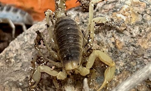 City Wide Pest Control