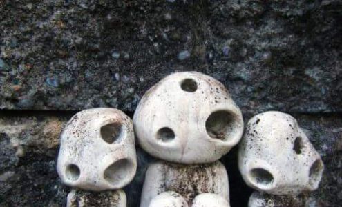 Globe Exterminators 5426 Roberts Dr, Globe Arizona 85501