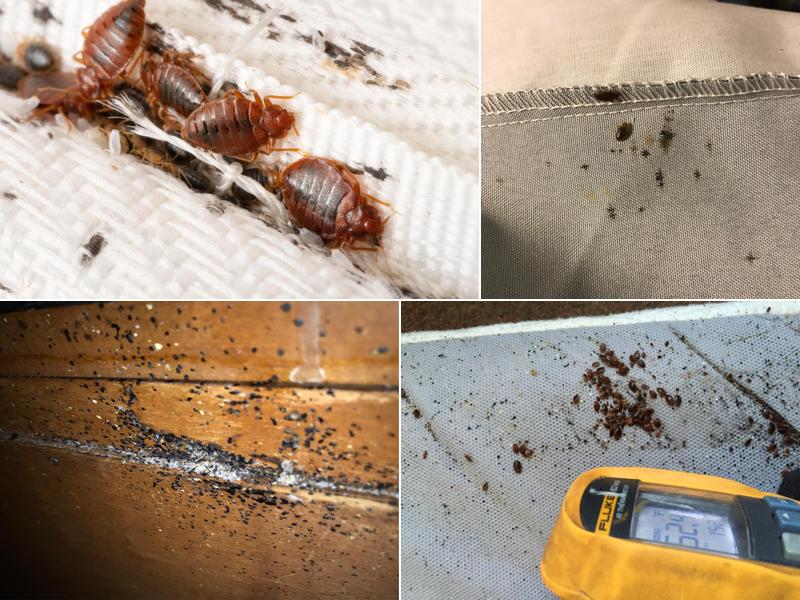 EcoForce BedBug Services