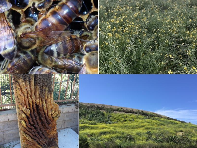 Bee Life Bee Removals