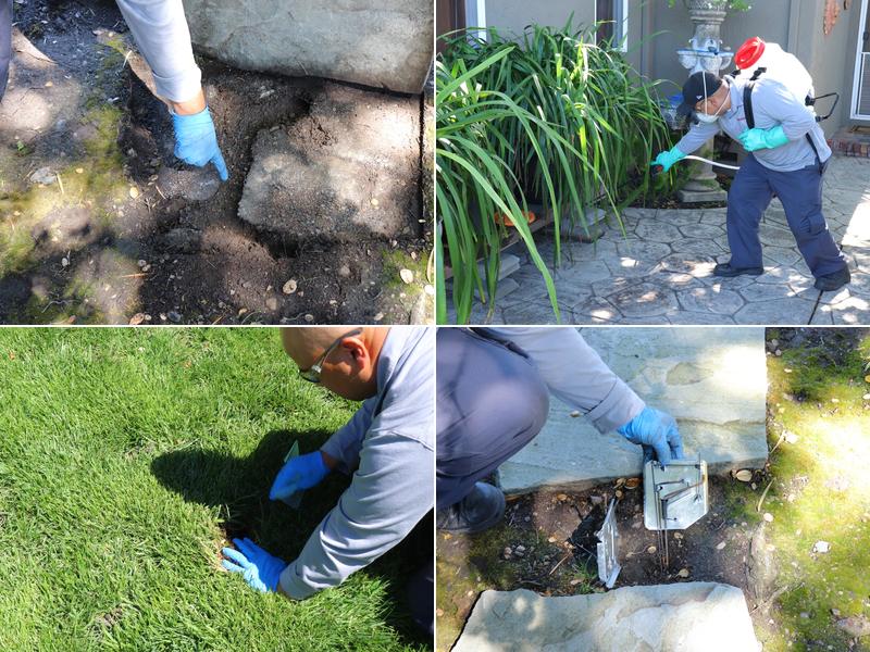 BugMaster Pest Control