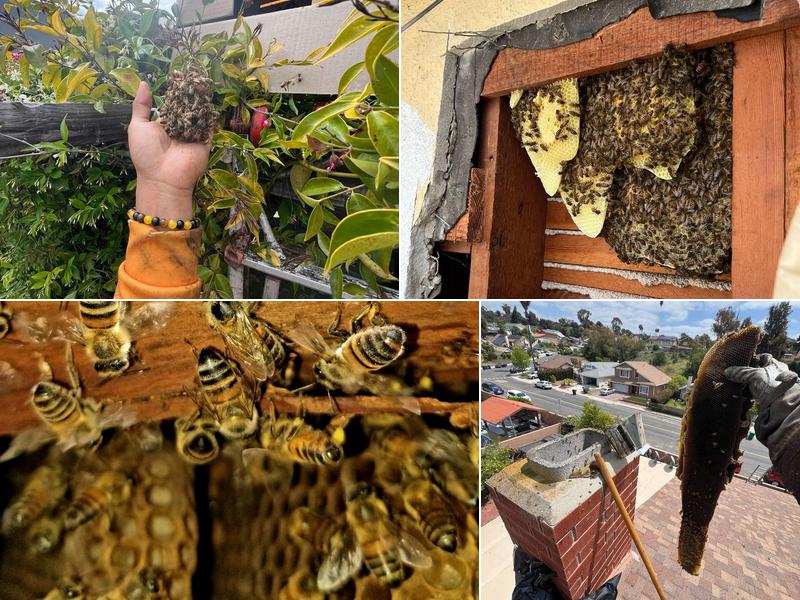 QueenB Live Bee Removal