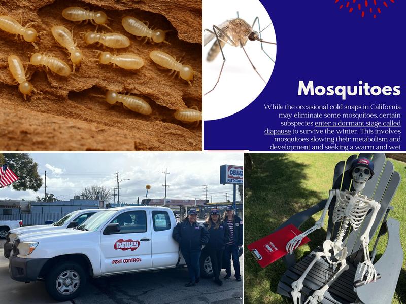 Dewey Pest & Termite Control