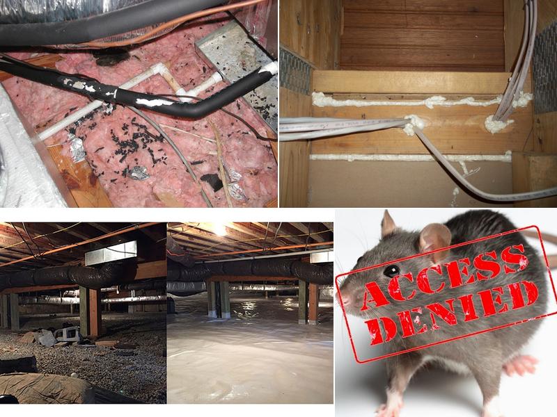 Alley Cat - Rodent Exclusion Company