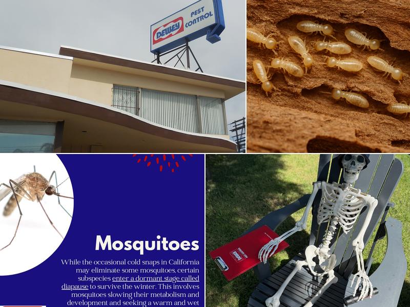 Dewey Pest & Termite Control