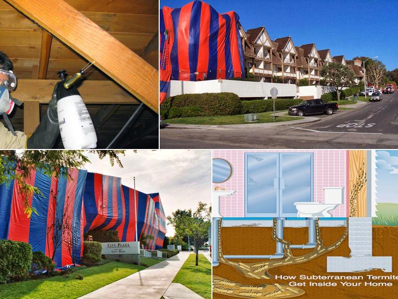 Quantum Termite and Construction, Inc.