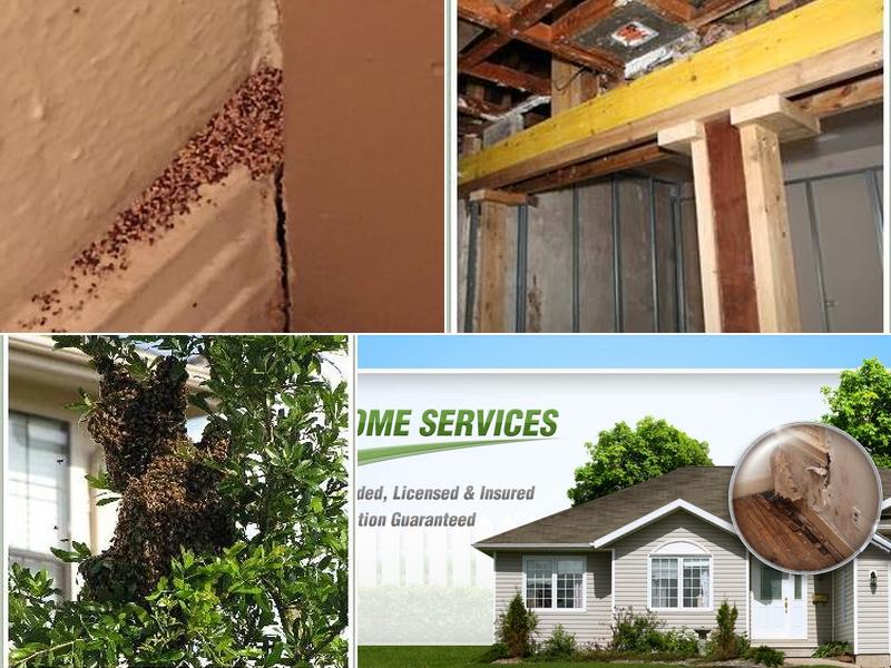 Sierra Termite Control, Inc.