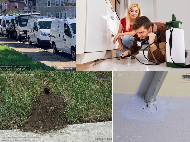 Yale Pest Control