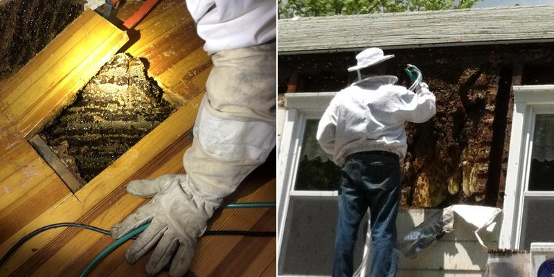 THE BEE SHEPHERDS BEE REMOVAL