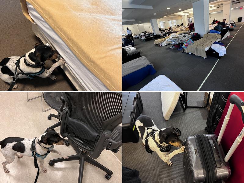 Discreet Bed Bug Inspections