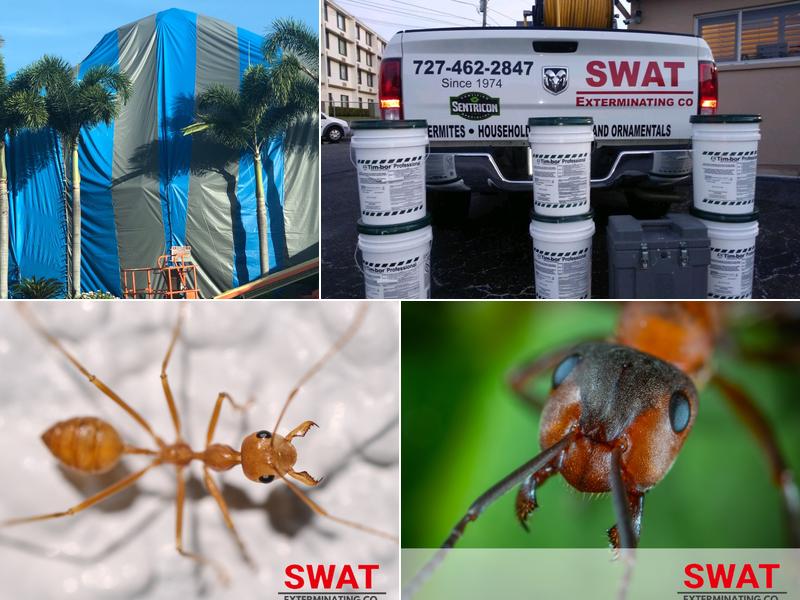 Swat Exterminating Company