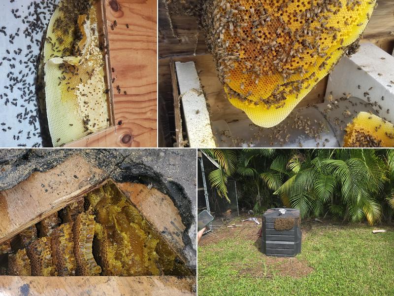 Easy Removal Solutions ( Bee removal)