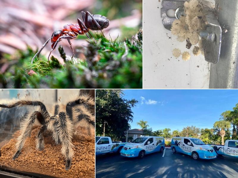 Infinite Pest Solutions