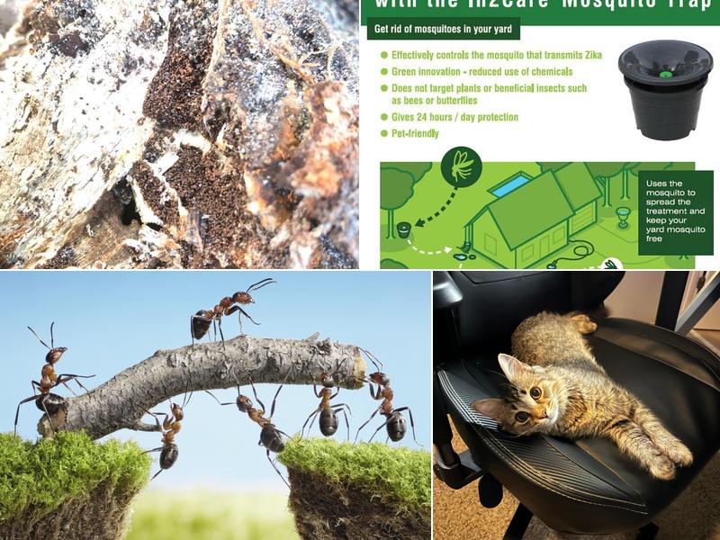 Treasure Coast Pest Control