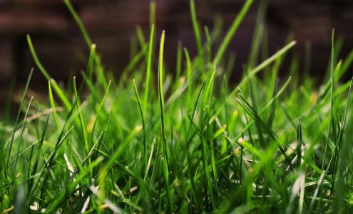 Home & Garden Pest Control