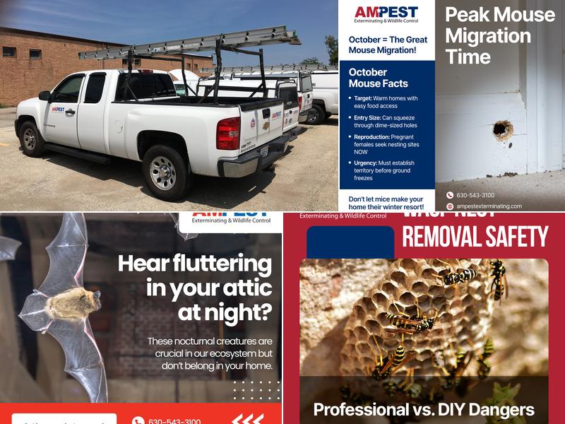 Ampest Exterminating & Wildlife Control