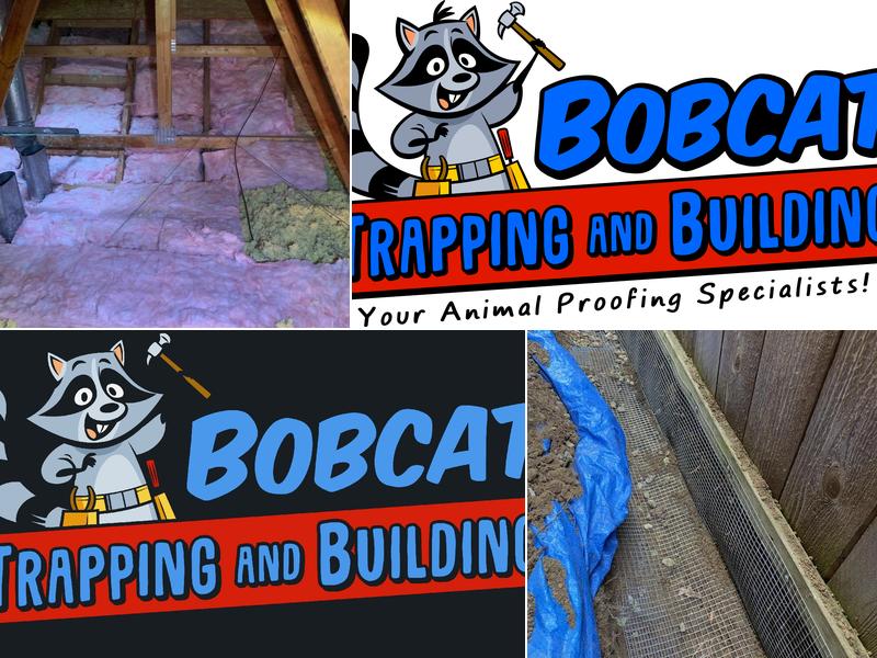 BobCat Trapping and Building