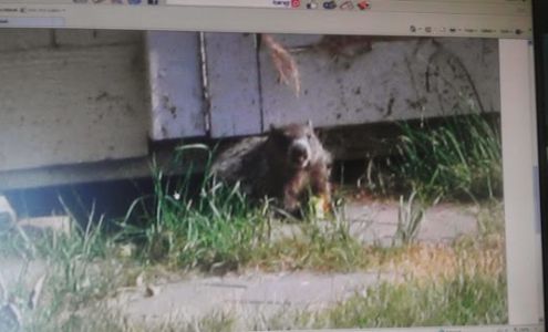 Critter Control Of Omaha