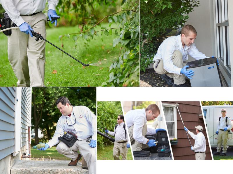 Modern Pest Services