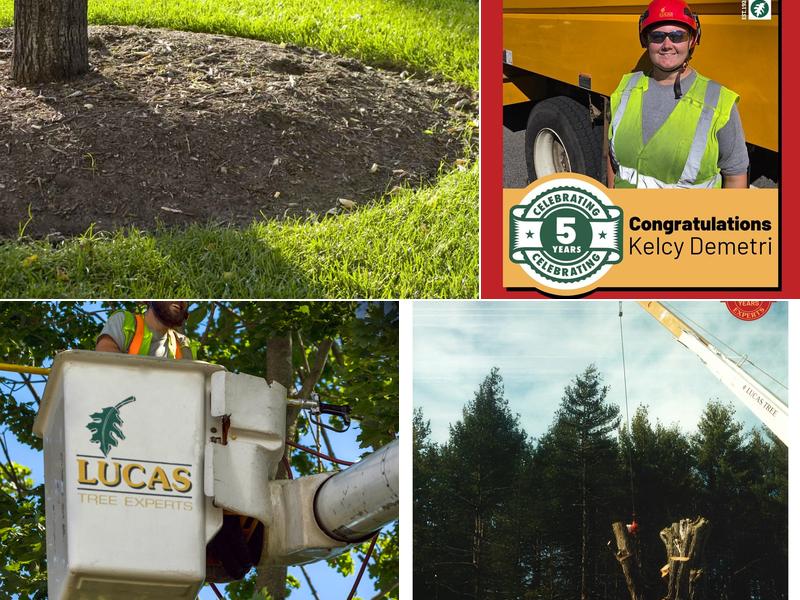Lucas Tree Experts