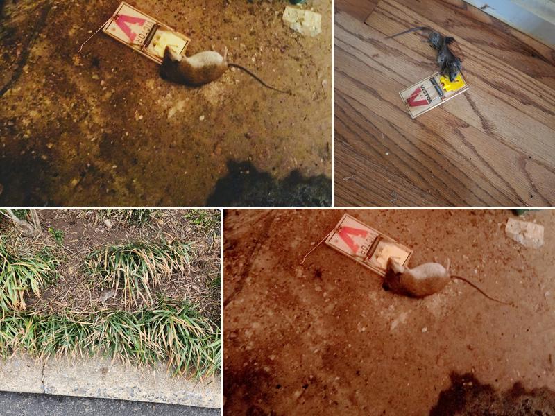 Rick's Pest Consulting Services LLC