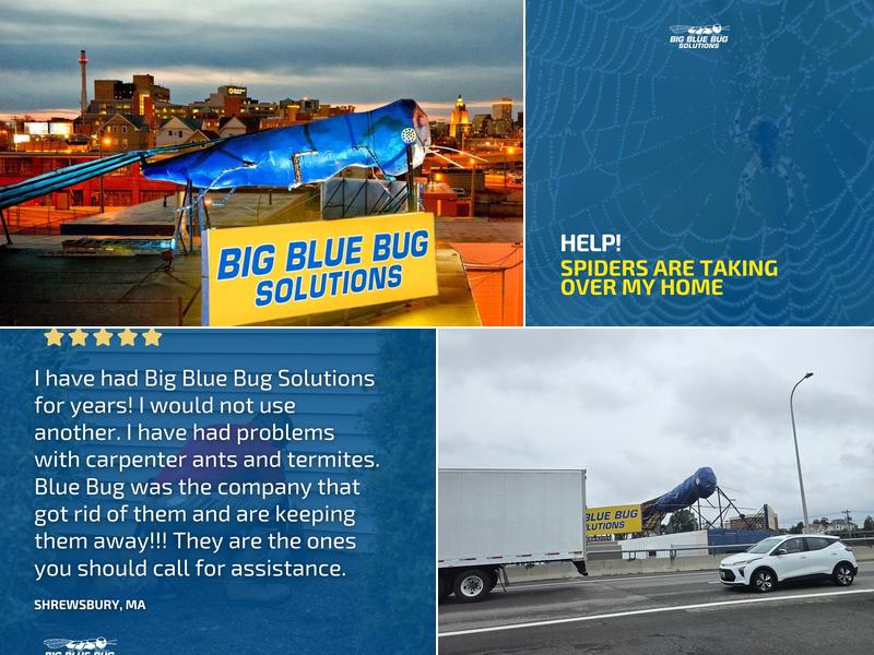 Big Blue Bug Solutions