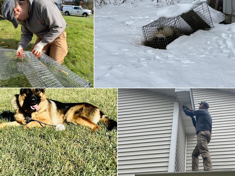 Upstate Pest & Wildlife Control