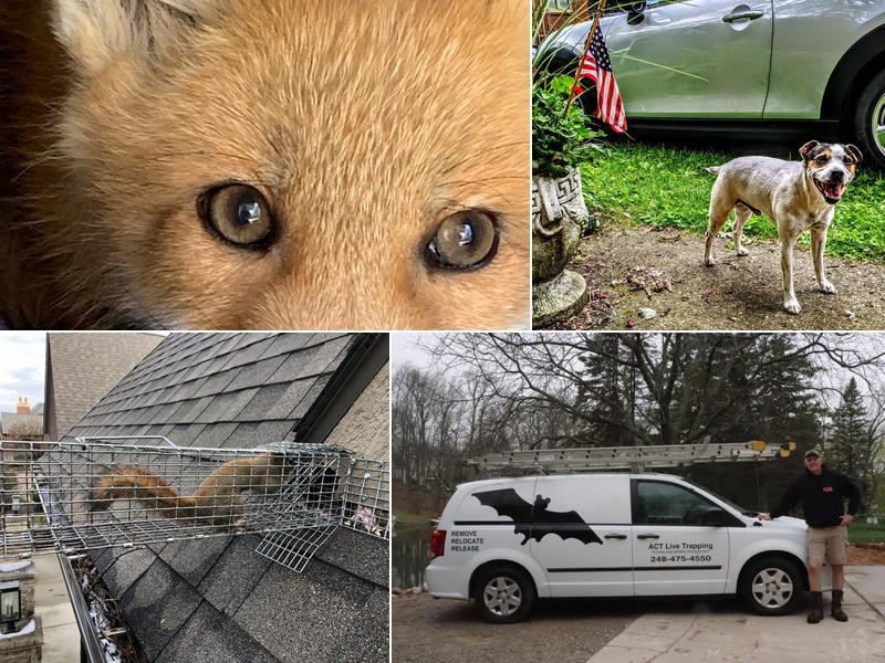 Act Live Trapping Services