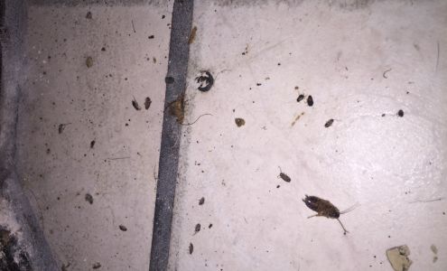 Josh The Bug Guy - Las Vegas Pest Control