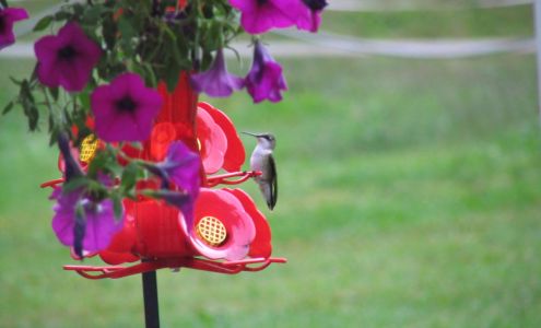 Hampshire Pest Control 516 Jenness Pond Rd, Northwood New Hampshire 03261