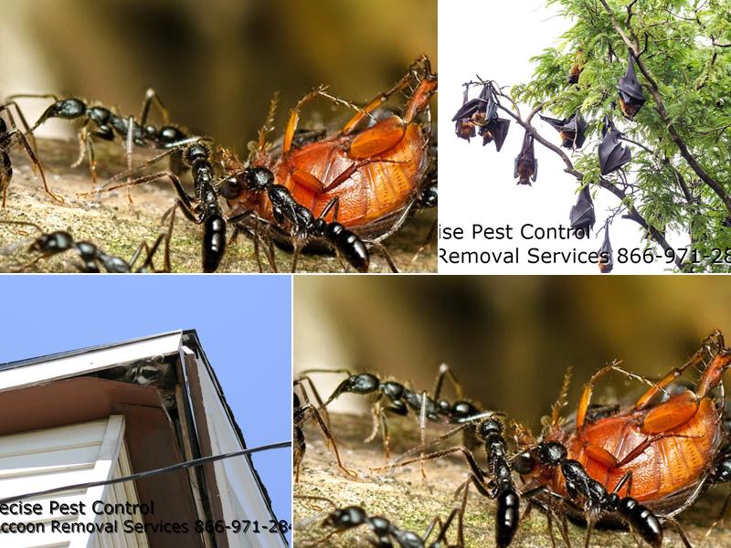 Precise Termite & Pest Control
