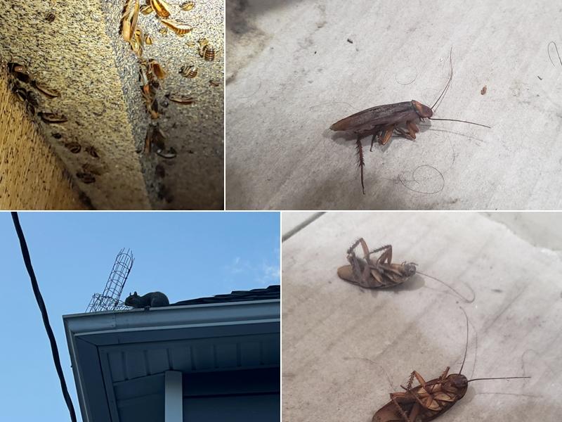 Watchmen Pest Control