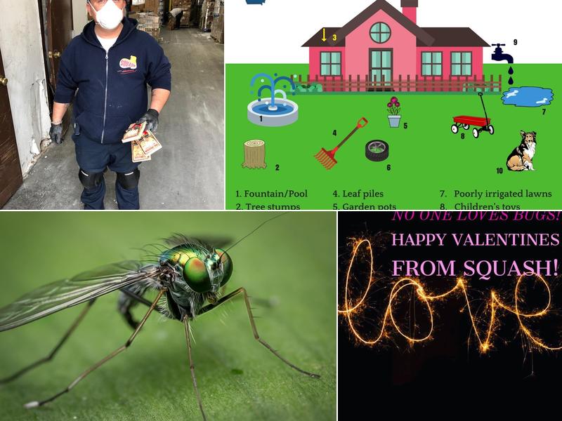 Squash Exterminating LLC