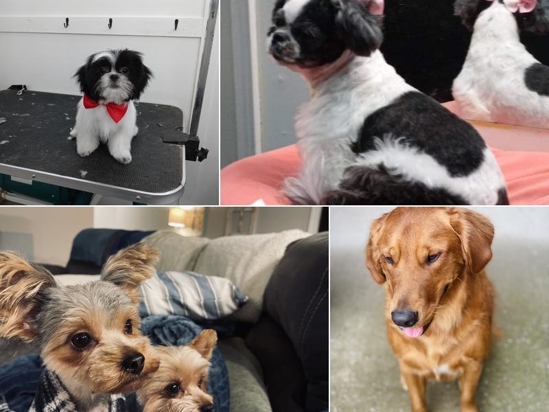 Jenny & Lily's Mobile Pet Grooming