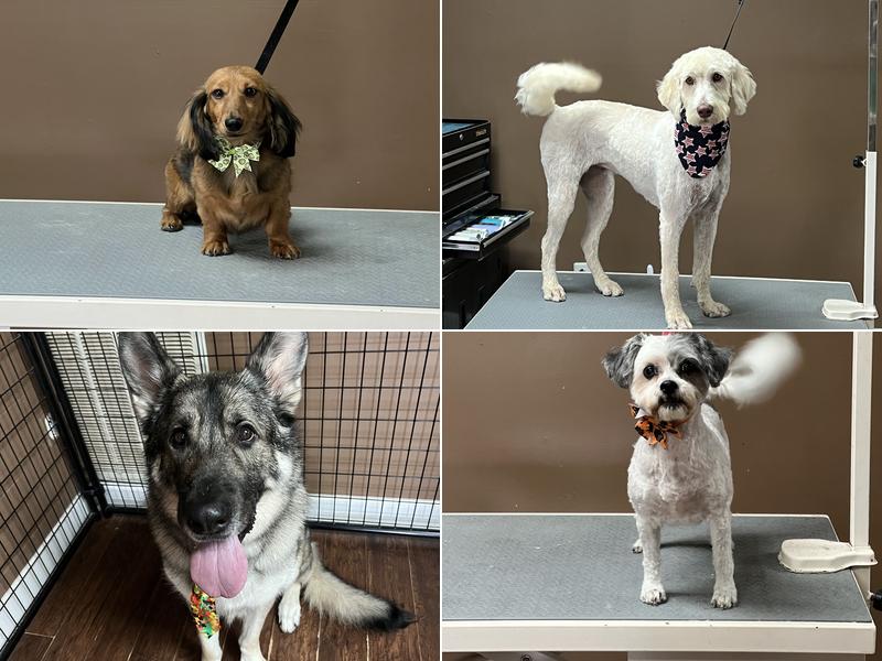 WagginTails Grooming Salon, LLC.