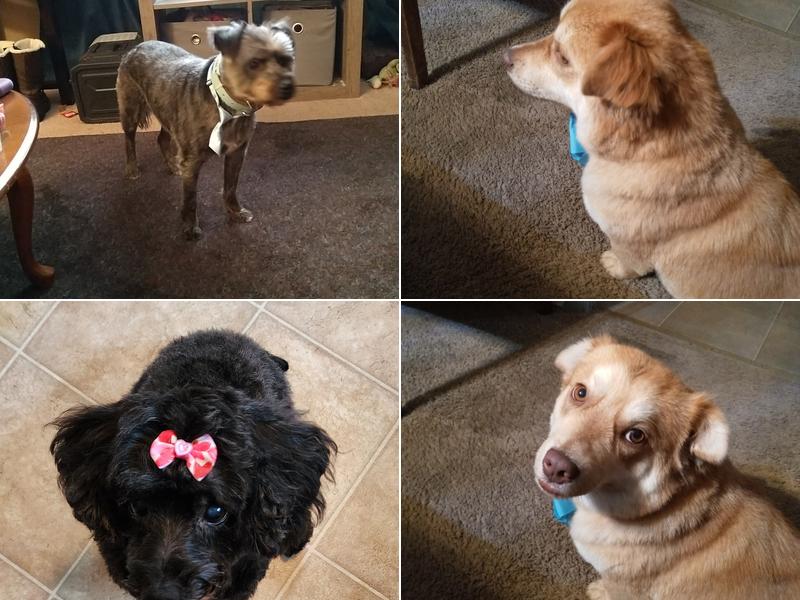 Paw Prints Boarding & Grooming