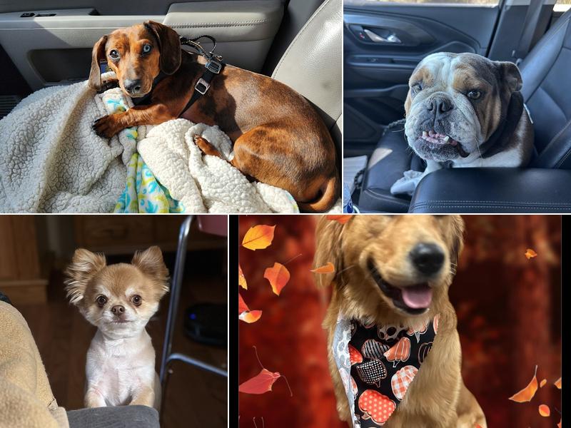 Prestigious Paws grooming salon