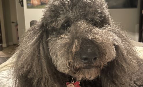 Happy Hounds Grooming Salon