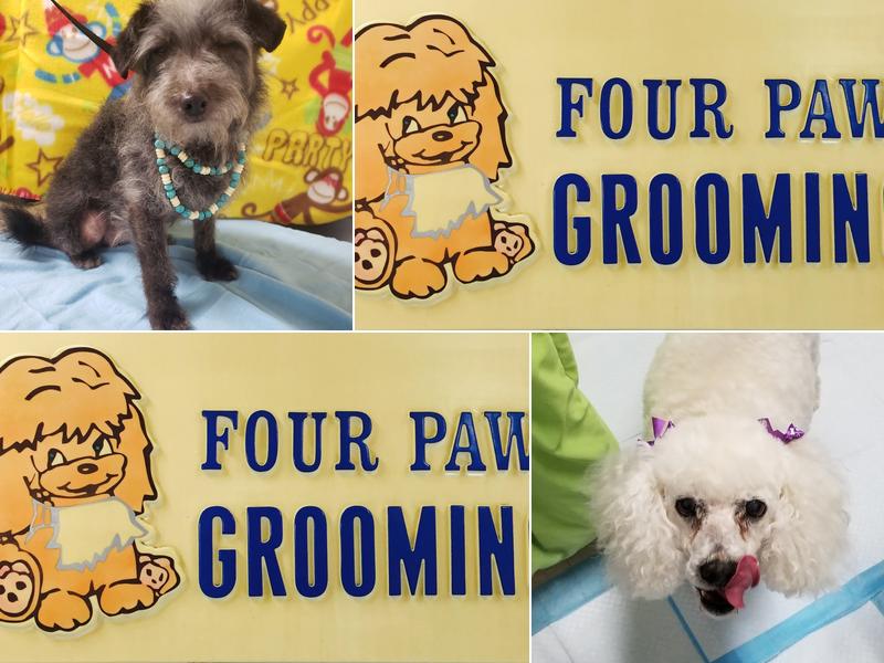 Four Paws Grooming