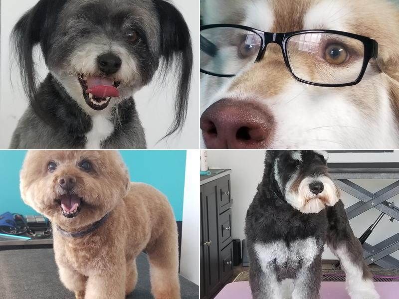 Styling studio all breed dog grooming