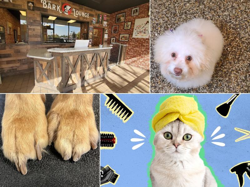 The BARK lounge Grooming Salon & Spa