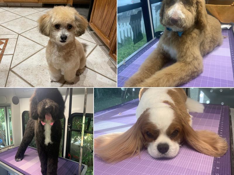 Rainbow Pet Groomer (Mobile)